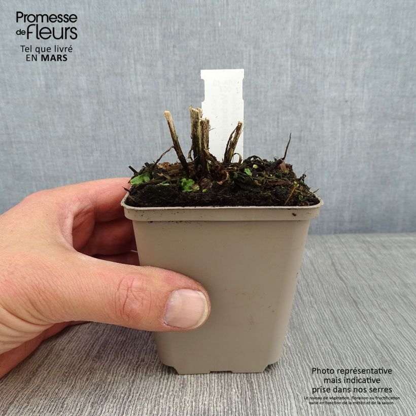 Verbascum Royalty - Verbasco Vasetto da 8/9 cm esemplare consegnato in inverno