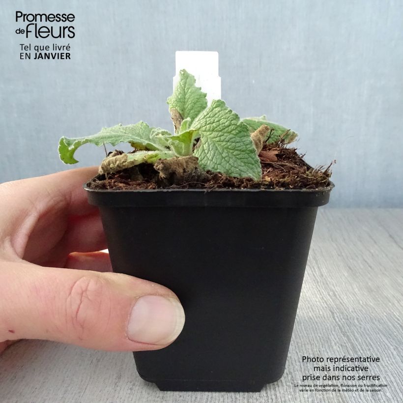 Verbascum Sugar Plum - Verbasco Vasetto da 8/9 cm esemplare consegnato in inverno