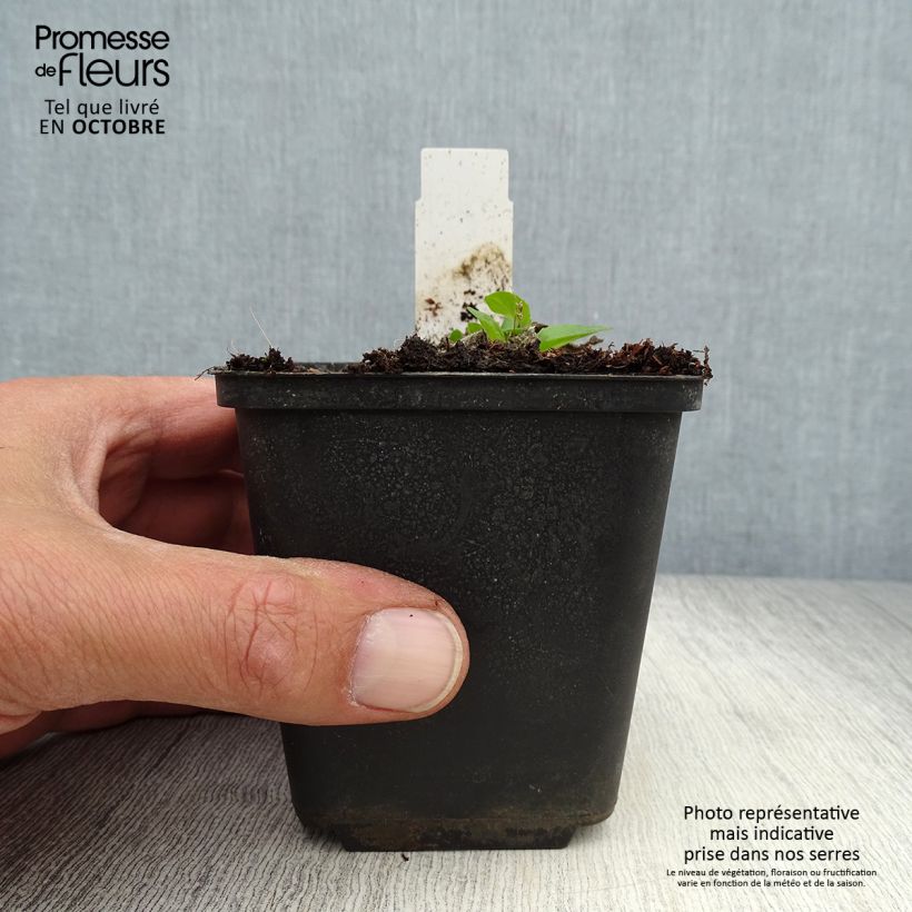 Esemplare di Verbascum Sugar Plum - Verbasco Vasetto da 8/9 cm come consegnato in autunno