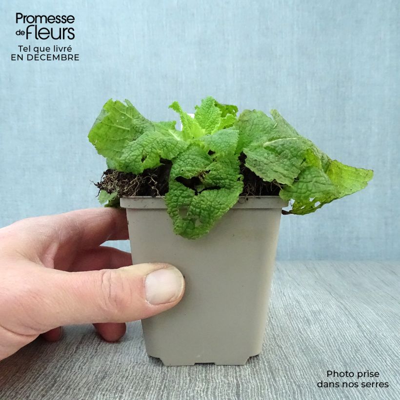 Verbascum chaixii White Domino - Verbasco di Chaix Vasetto da 8/9 cm esemplare consegnato in inverno