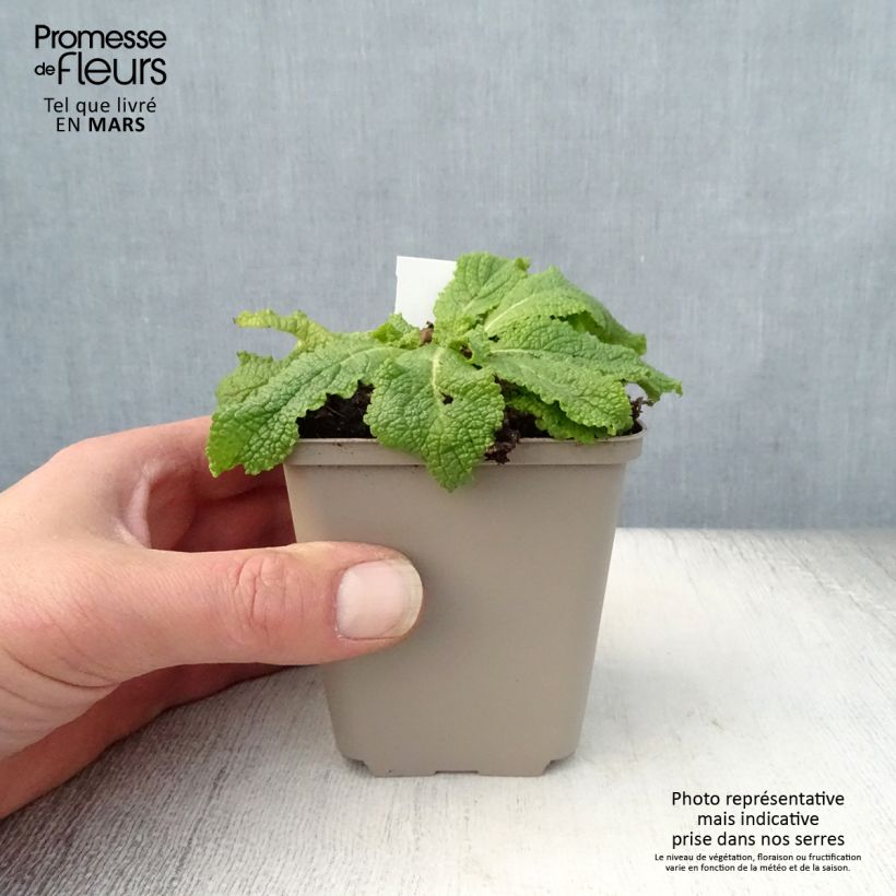 Verbascum chaixii White Domino - Verbasco di Chaix Vasetto da 8/9 cm esemplare consegnato in primavera