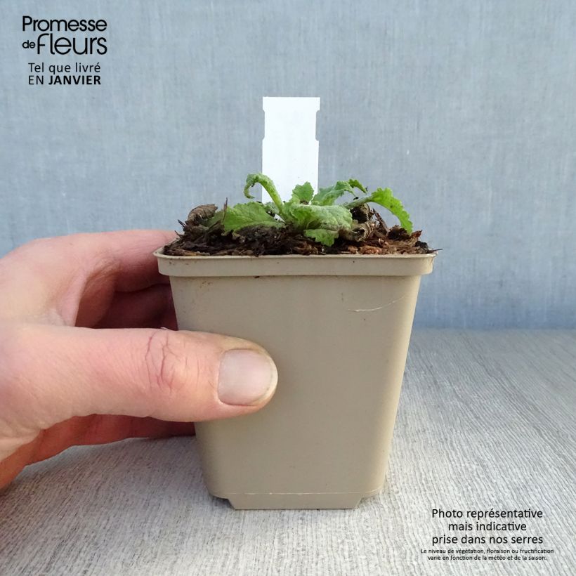 Verbascum Pink Domino - Verbasco Vasetto da 8/9 cm esemplare consegnato in inverno