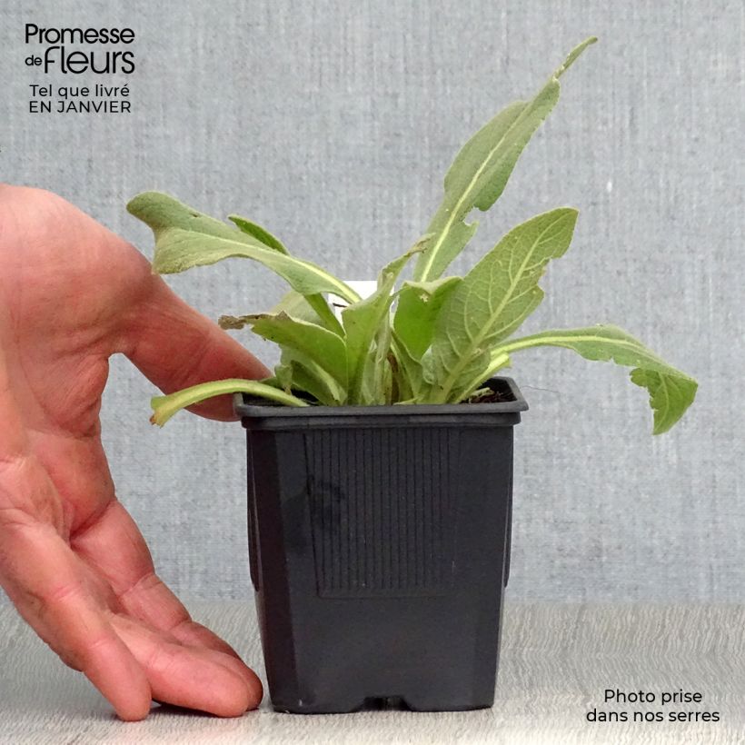 Verbascum olympicum - Verbasco Vasetto da 8/9 cm esemplare consegnato in inverno