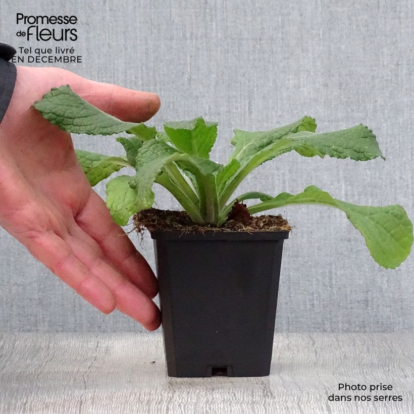 Verbascum phlomoides Spica - Verbasco barbarastio Vasetto da 8/9 cm esemplare consegnato in inverno