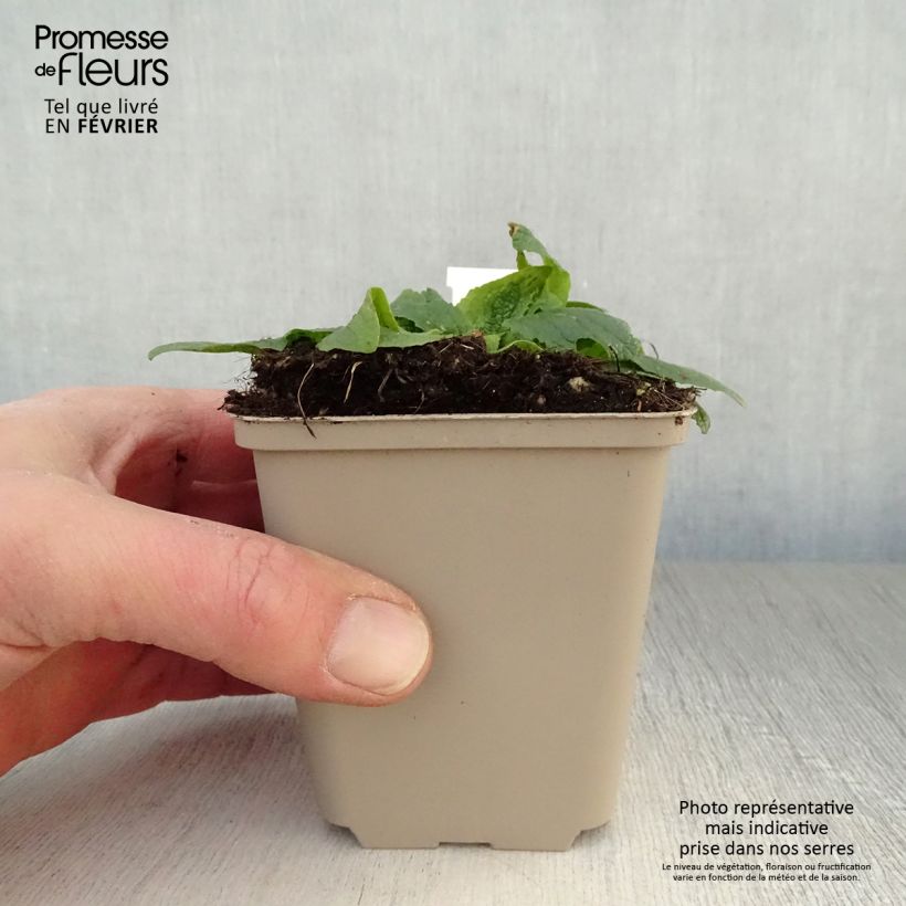 Verbascum phoeniceum Flush of White - Verbasco porporino Vasetto da 8/9 cm esemplare consegnato in inverno