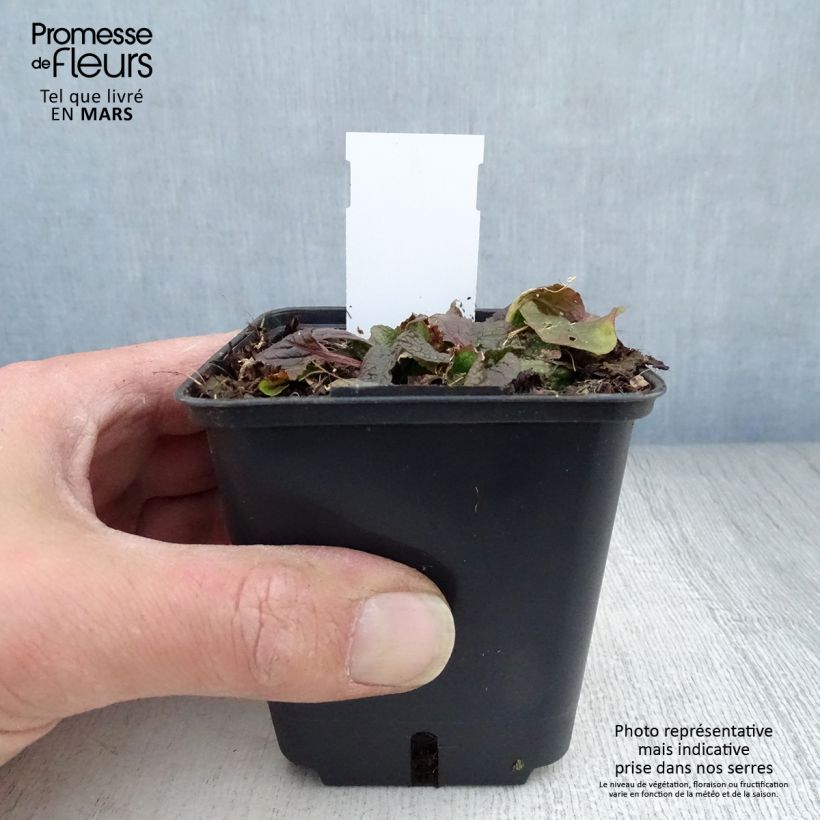 Verbascum phoeniceum Violetta - Verbasco porporino Vasetto da 8/9 cm esemplare consegnato in primavera