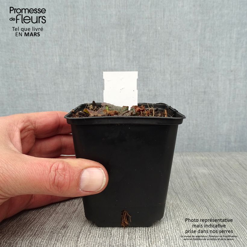 Verbascum phoeniceum Violetta - Verbasco porporino Vasetto da 8/9 cm esemplare consegnato in inverno