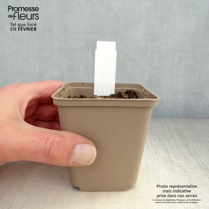 Verbascum thapsus - Verbasco tasso-barbasso Vasetto da 8/9 cm esemplare consegnato in inverno