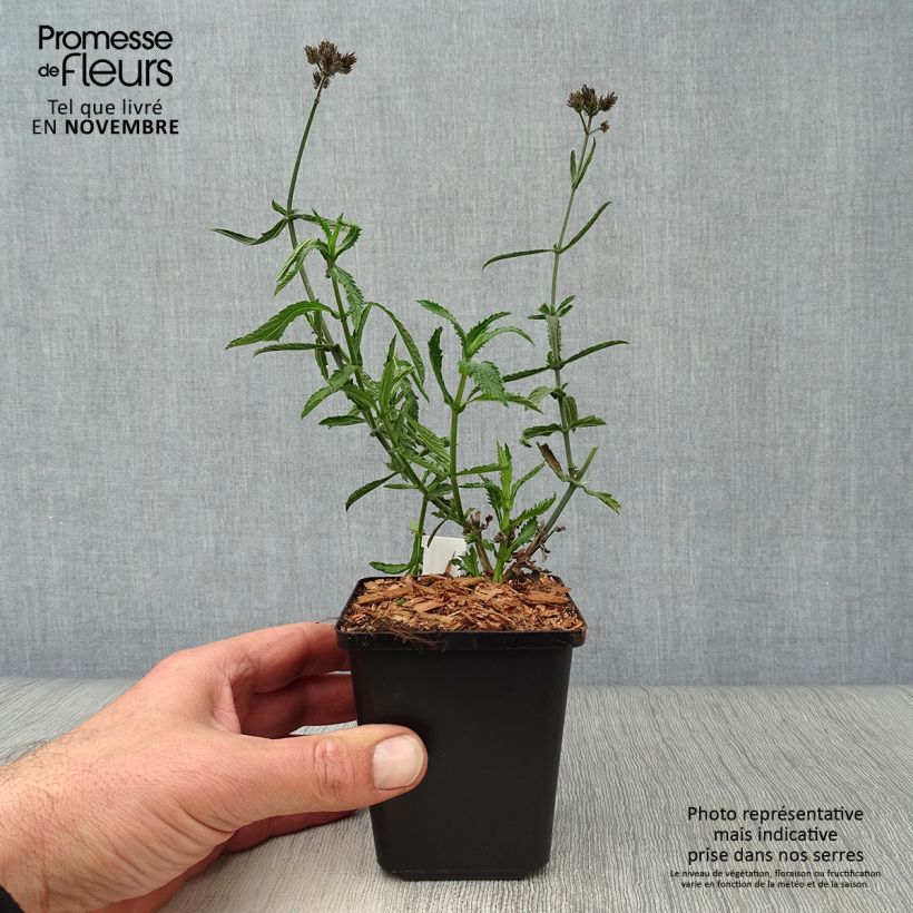 Esemplare di Verbena di Buenos Aires Lollipop Vasetto da 8/9 cm come consegnato in autunno