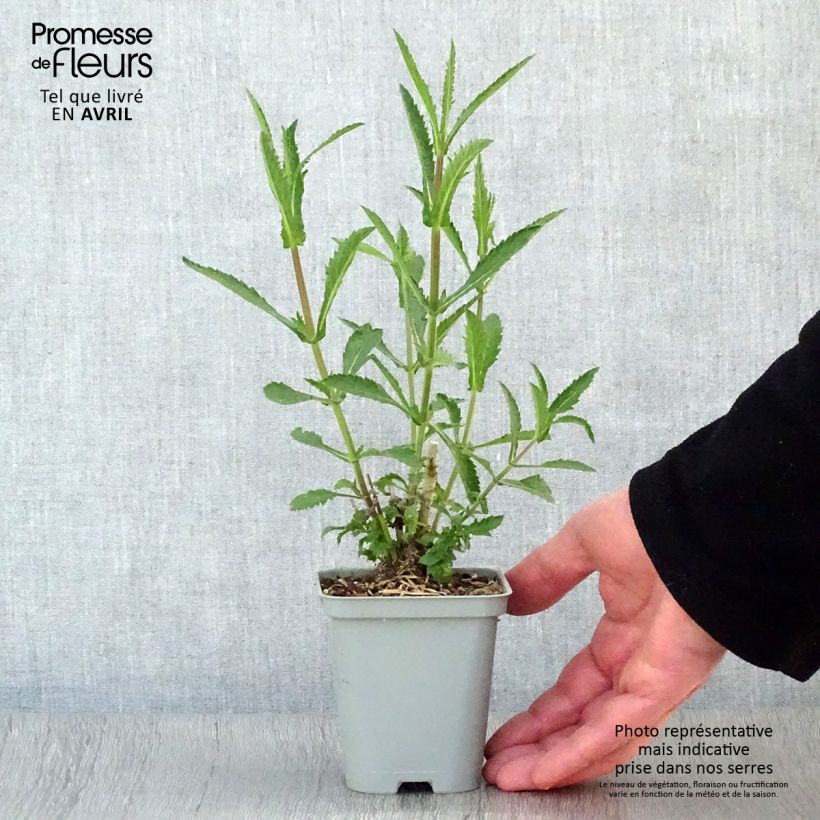 Verbena di Buenos Aires Lollipop Vasetto da 8/9 cm esemplare consegnato in primavera