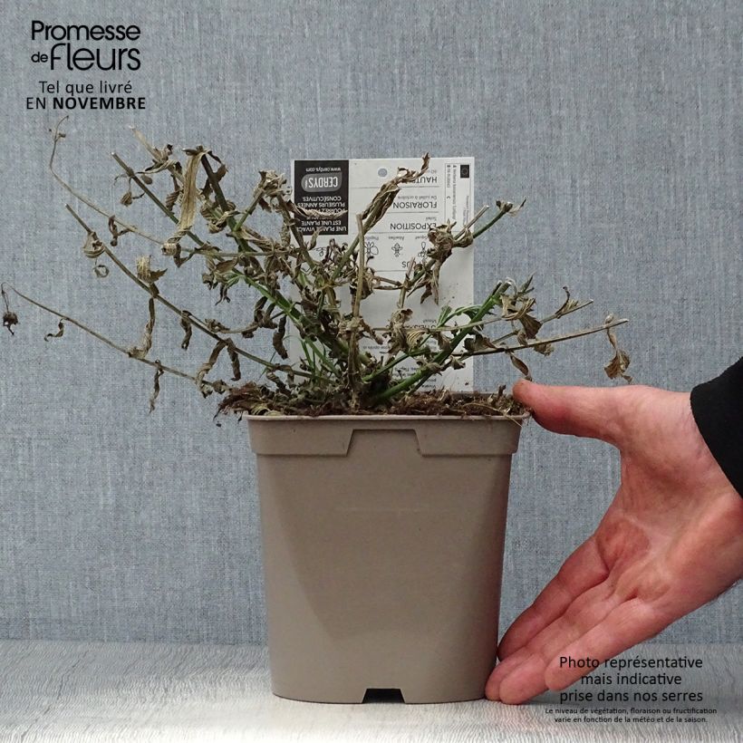 Esemplare di Verbena di Buenos Aires Lollipop Vaso da 2L/3L come consegnato in autunno