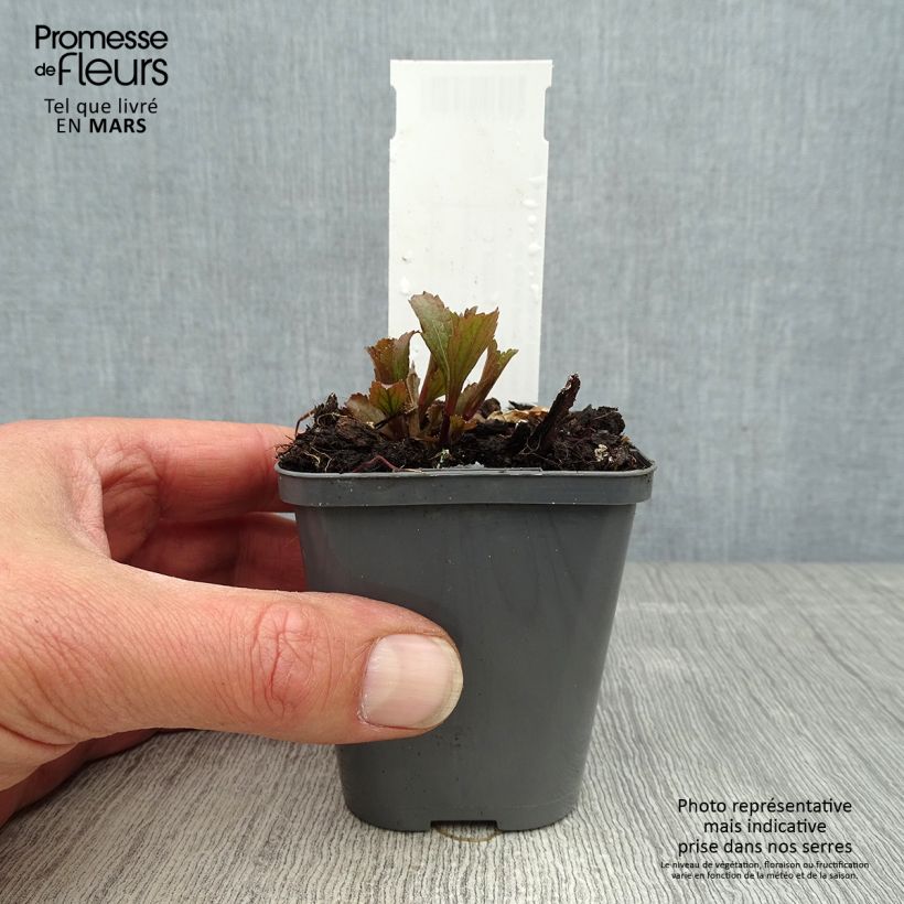 Verbena hastata Blue Spires Vasetto da 8/9 cm esemplare consegnato in primavera