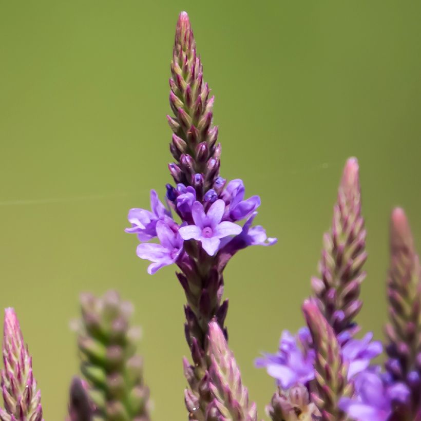 Verbena hastata Blue Spires (Fioritura)