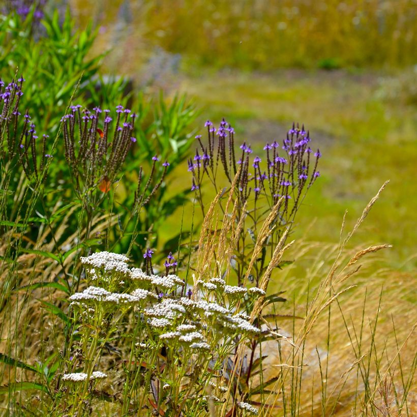 Verbena hastata Blue Spires (Porto)