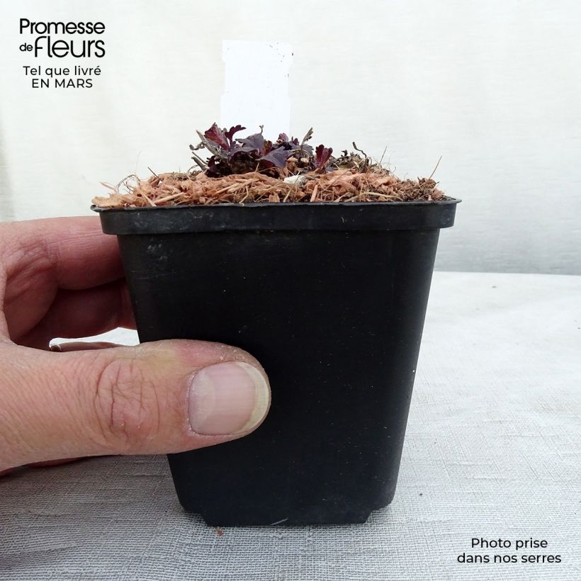 Verbena officinalis Bampton - Verbena comune Vasetto da 8/9 cm esemplare consegnato in inverno