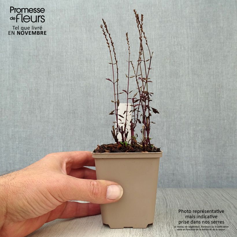 Esemplare di Verbena officinalis Bampton - Verbena comune Vasetto da 8/9 cm come consegnato in autunno