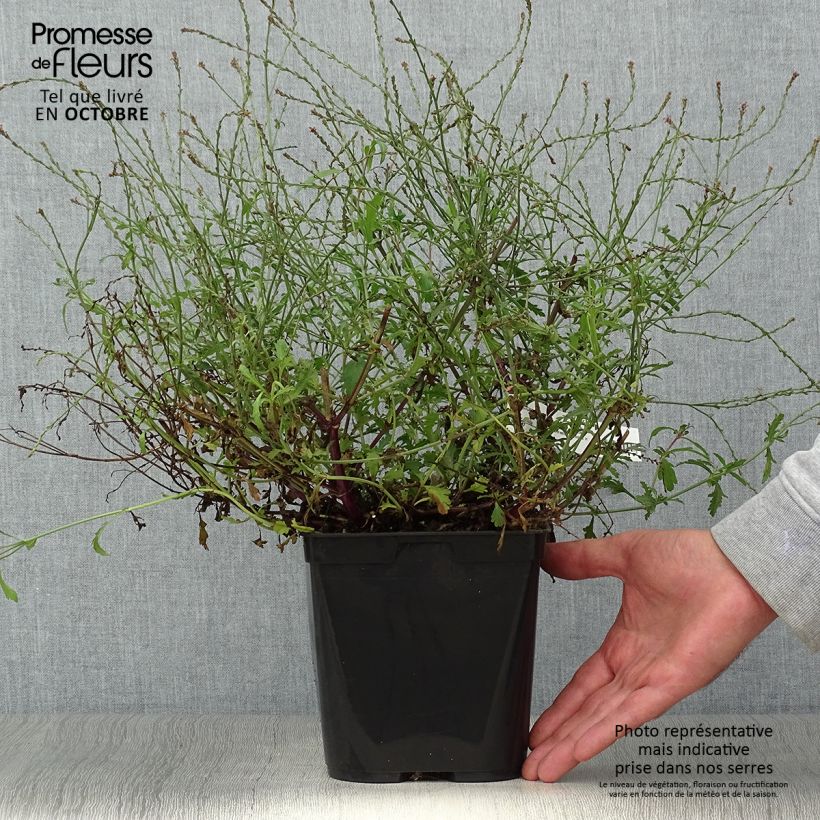 Esemplare di Verbena officinalis Bampton - Verbena comune Vaso da 2L/3L come consegnato in autunno