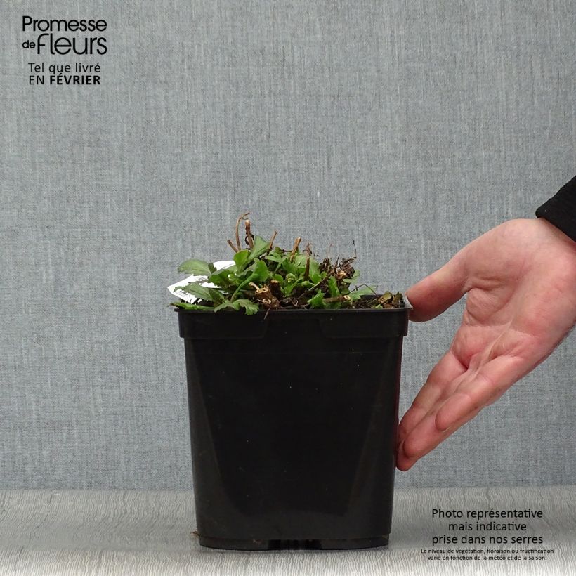 Verbena officinalis Bampton - Verbena comune Vaso da 2L/3L esemplare consegnato in inverno