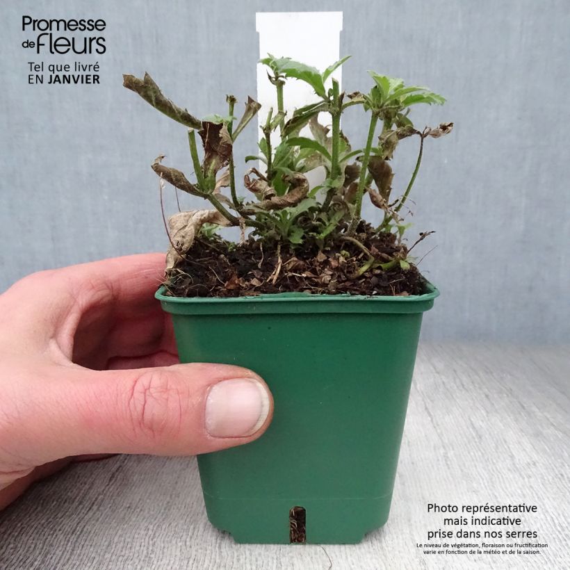 Verbena rigida Venosa Vasetto da 8/9 cm esemplare consegnato in inverno