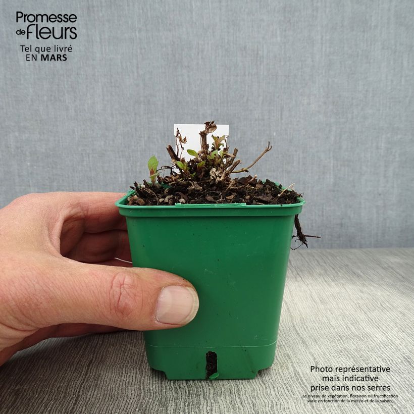Verbena rigida Venosa Vasetto da 8/9 cm esemplare consegnato in primavera