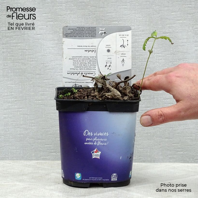 Verbena rigida Venosa Vaso da 2L/3L esemplare consegnato in inverno