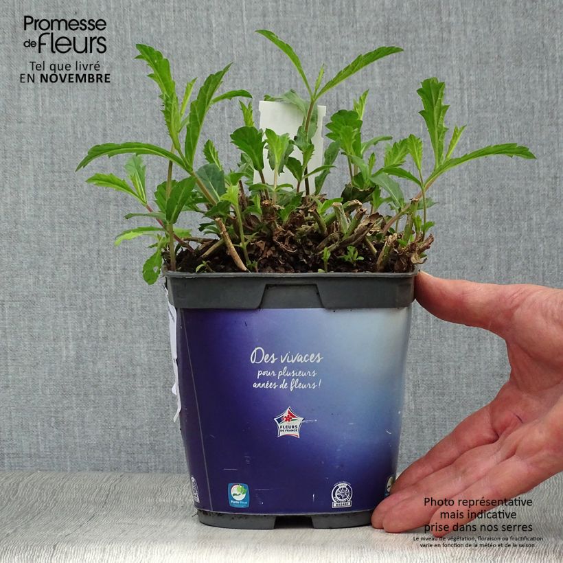 Esemplare di Verbena rigida Venosa Vaso da 2L/3L come consegnato in autunno