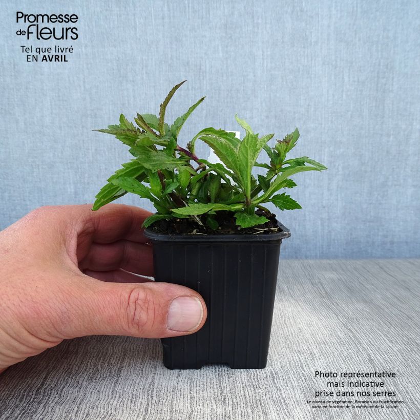 Verbena Lavender Spires Vasetto da 8/9 cm esemplare consegnato in primavera