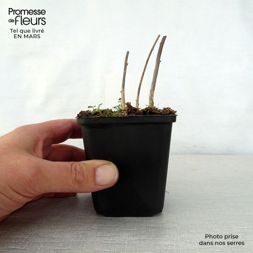 Verbesina alternifolia Vasetto da 8/9 cm esemplare consegnato in primavera