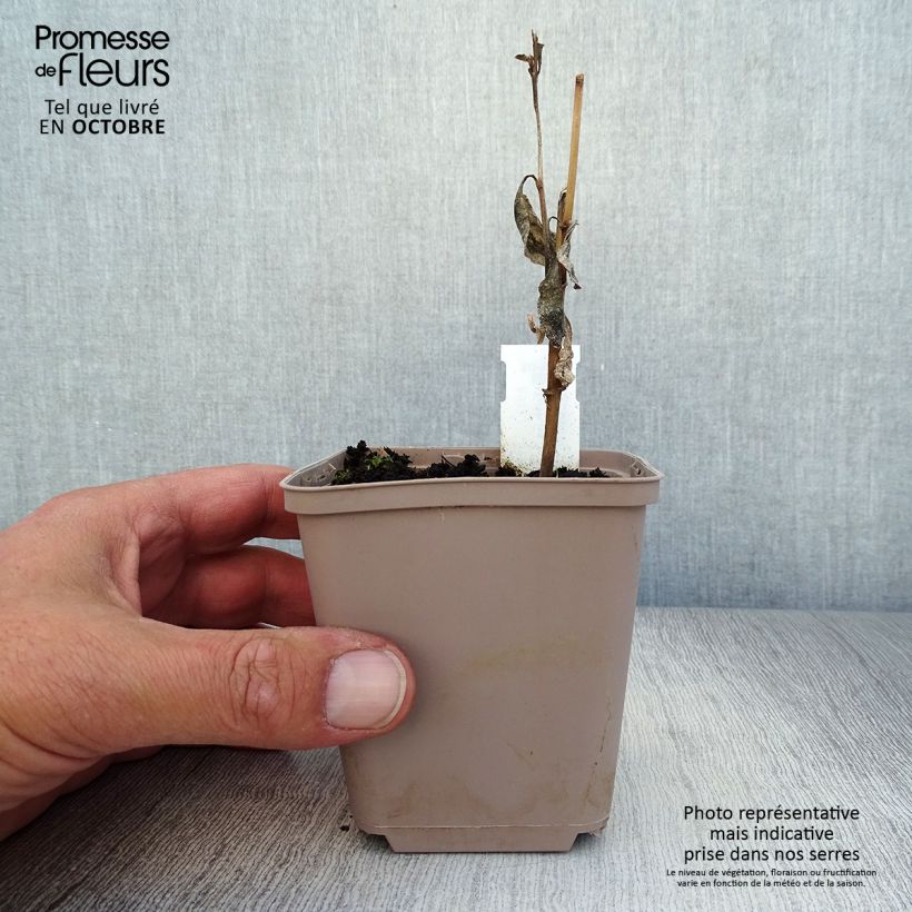 Esemplare di Verbesina alternifolia Vasetto da 8/9 cm come consegnato in autunno