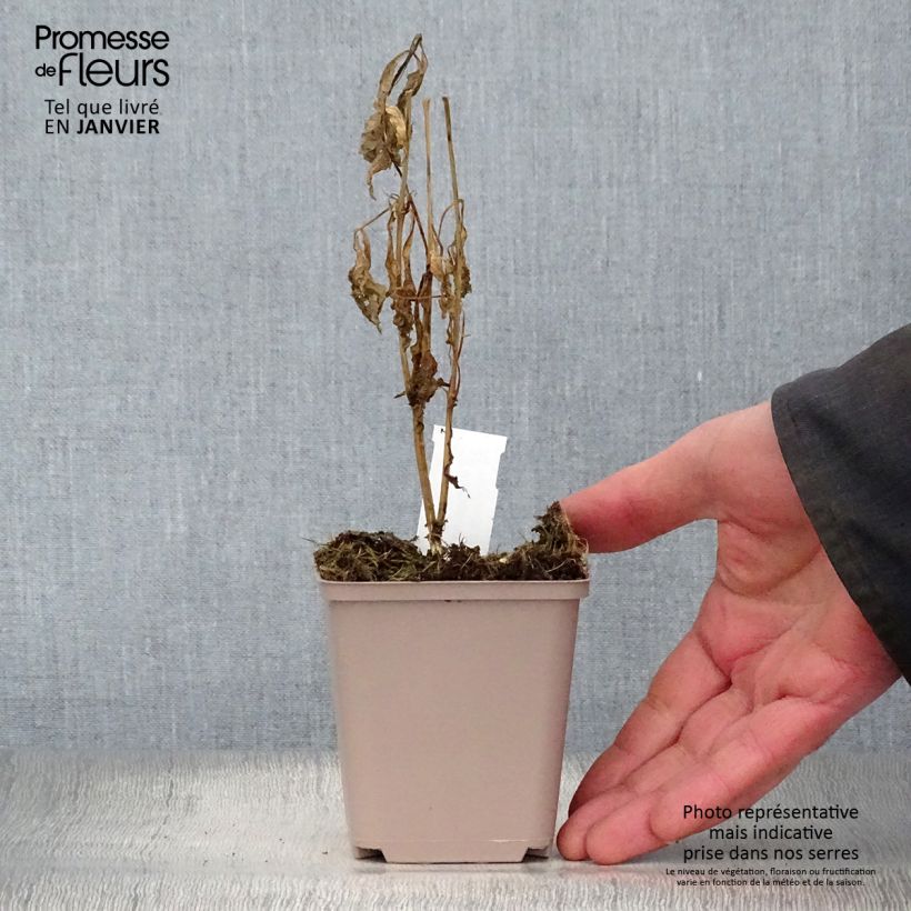 Verbesina alternifolia Vasetto da 8/9 cm esemplare consegnato in inverno