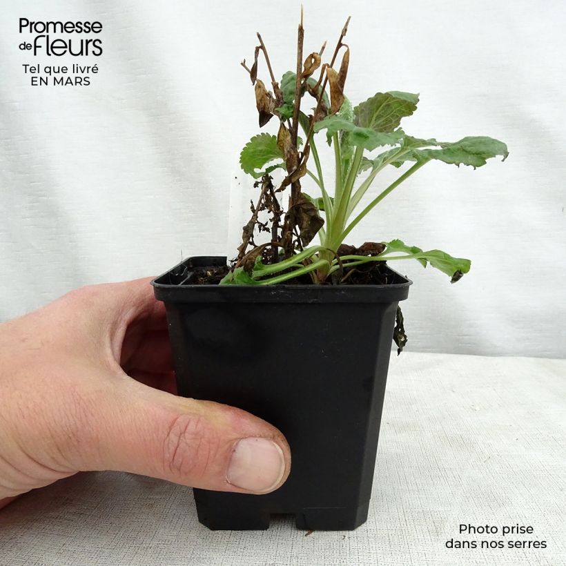 Solidago sphacelata Golden Fleece - Verga d'oror nano Vasetto da 8/9 cm esemplare consegnato in primavera