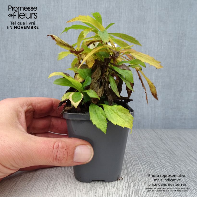 Esemplare di Solidago canadensis - Verga d'oro del Canadà Vasetto da 7/8 cm come consegnato in autunno