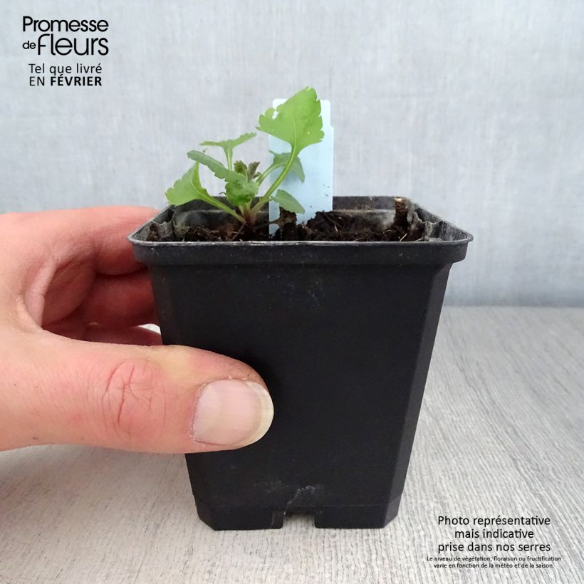 Solidago sphacelata Golden Fleece - Verga d'oror nano Vasetto da 8/9 cm esemplare consegnato in inverno