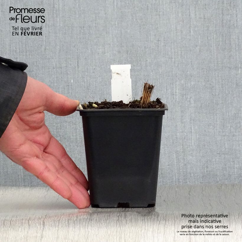 Vernonia crinita var. alba Vasetto da 8/9 cm esemplare consegnato in inverno