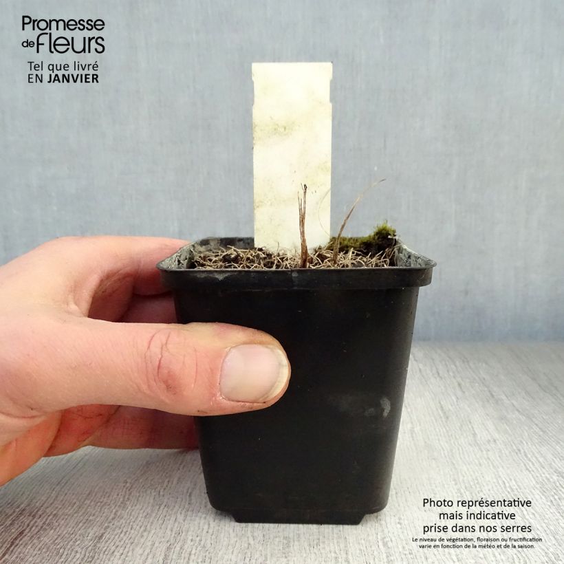 Vernonia crinita Vernonia crinita Vasetto da 8/9 cm esemplare consegnato in inverno