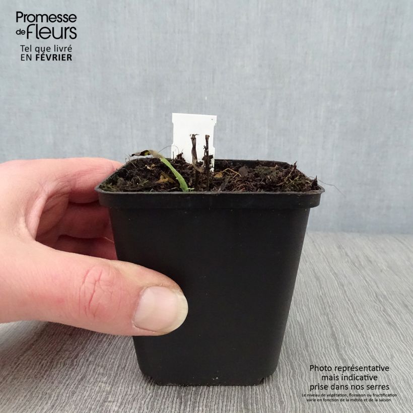 Vernonia crinita Mammuth Vasetto da 8/9 cm esemplare consegnato in inverno