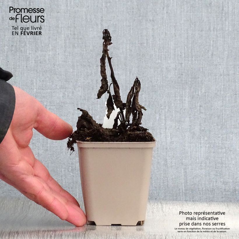 Vernonia noveboracensis White Lightning Vasetto da 8/9 cm esemplare consegnato in inverno