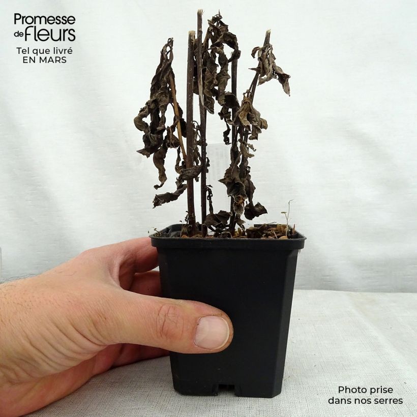 Vernonia noveboracensis White Lightning Vasetto da 8/9 cm esemplare consegnato in primavera