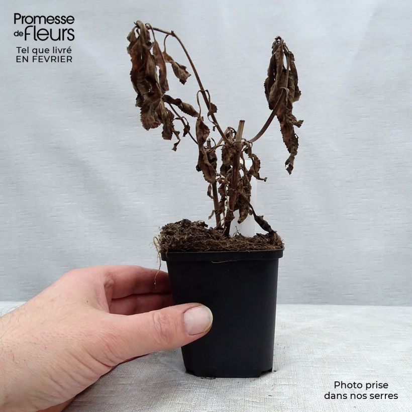 Veronica First Match Vasetto da 8/9 cm esemplare consegnato in inverno