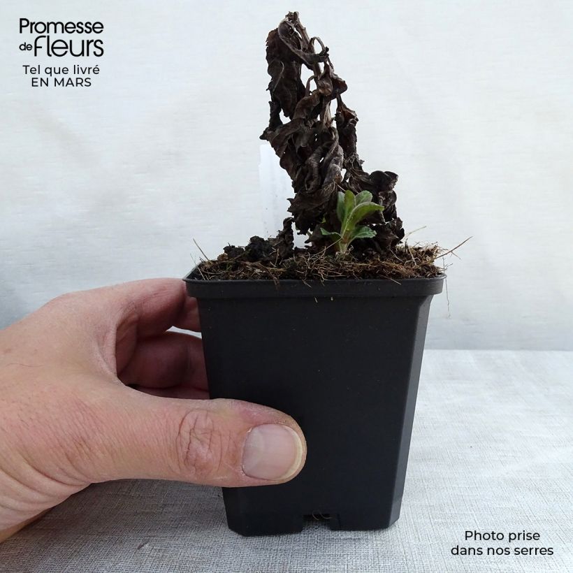 Veronica Sunny Border Blue Vasetto da 8/9 cm esemplare consegnato in inverno