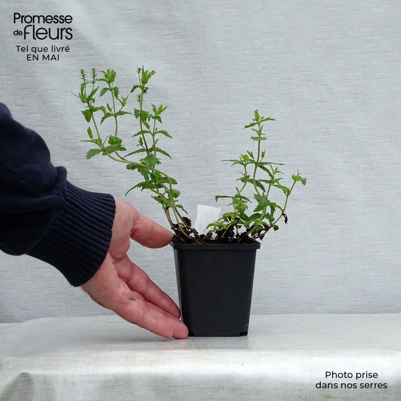 Veronica austriaca Knallblau - Veronica d'Austria Vasetto da 8/9 cm esemplare consegnato in primavera