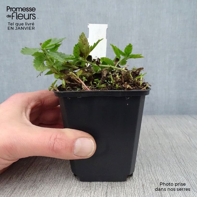 Veronica austriaca Knallblau - Veronica d'Austria Vasetto da 8/9 cm esemplare consegnato in inverno