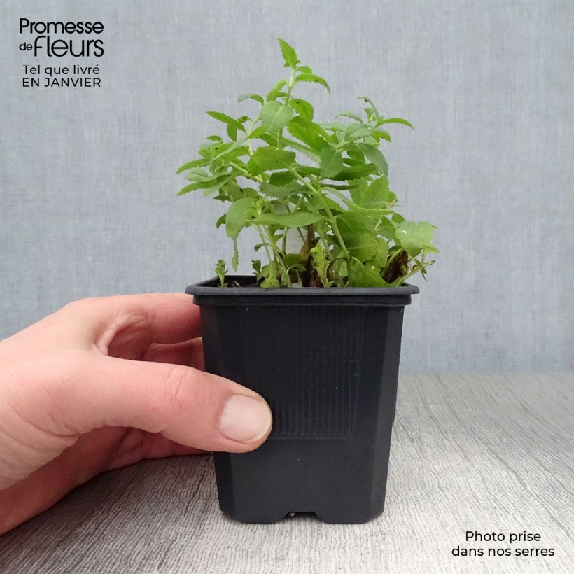 Veronica austriaca Royal Blue - Veronica d'Austria Vasetto da 8/9 cm esemplare consegnato in inverno