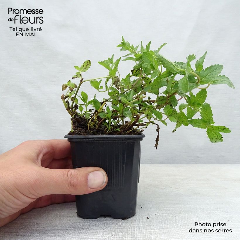 Veronica austriaca Royal Blue - Veronica d'Austria Vasetto da 8/9 cm esemplare consegnato in primavera