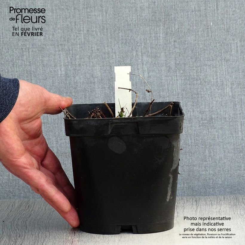 Veronica austriaca Royal Blue - Veronica d'Austria Vaso da 2L/3L esemplare consegnato in inverno