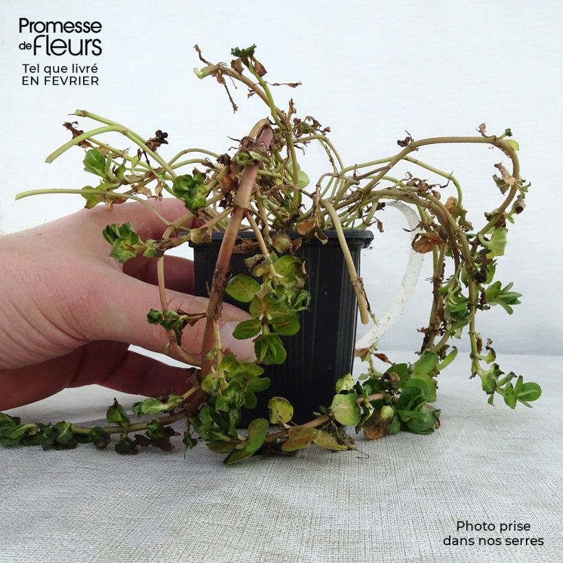 Veronica beccabunga - Erba grassa Vasetto da 8/9 cm esemplare consegnato in inverno