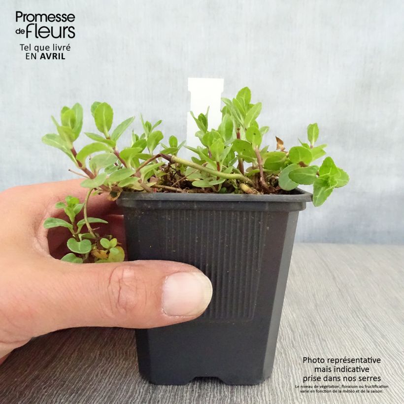 Veronica beccabunga - Erba grassa Vasetto da 8/9 cm esemplare consegnato in primavera