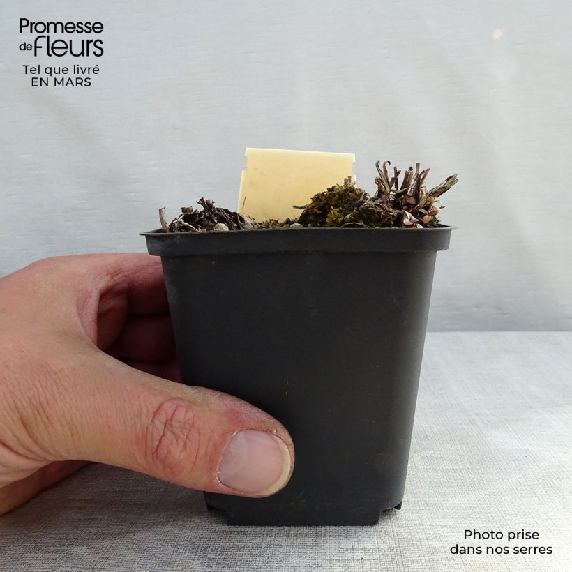 Veronica gentianoides Barbara Sherwood Vasetto da 8/9 cm esemplare consegnato in primavera