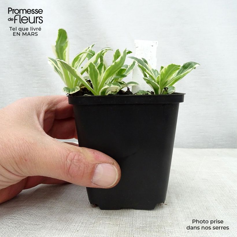 Veronica gentianoides Variegata Vasetto da 8/9 cm esemplare consegnato in primavera