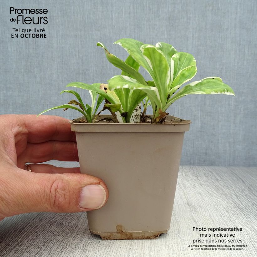 Esemplare di Veronica gentianoides Variegata Vasetto da 8/9 cm come consegnato in autunno